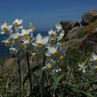 Narcissus tazetta